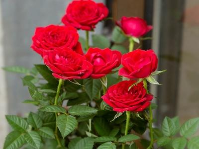 盆栽玫瑰花的养殖方法