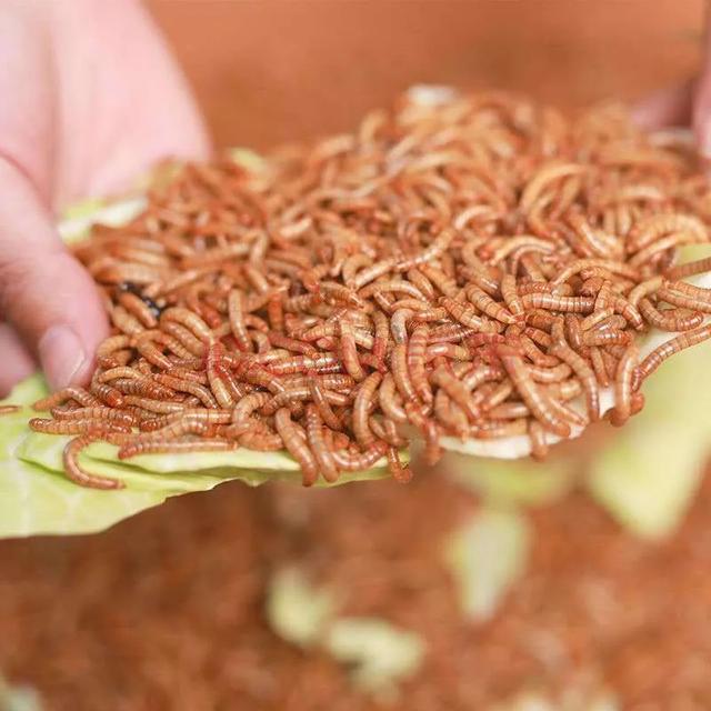 黄粉虫（面包虫）的工厂化养殖技术