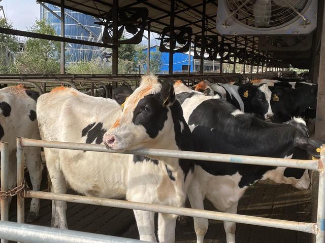 探访丨川东北唯一奶牛产业基地县，这家牧场日产鲜奶26吨，一天产的奶够10万人吃