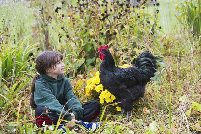 乡村散养的黑风鸡怎么高效饲养？
