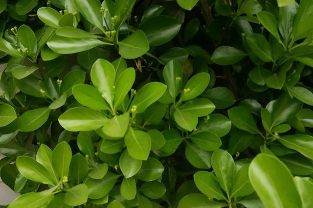 黄杨的养护方法，掌握这七大技巧，让你轻松养出好绿植