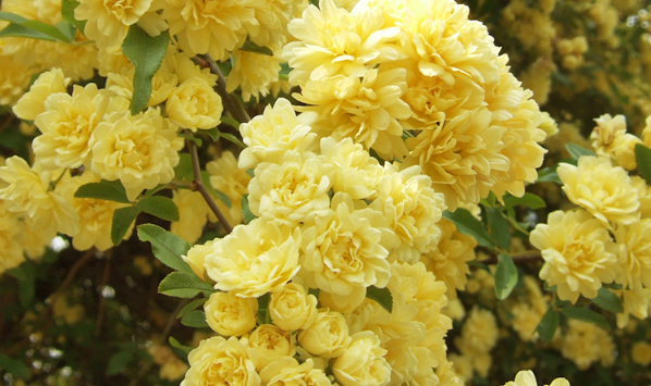 很容易长成花墙的黄木香，养护简单，耐寒又耐热，开花超香