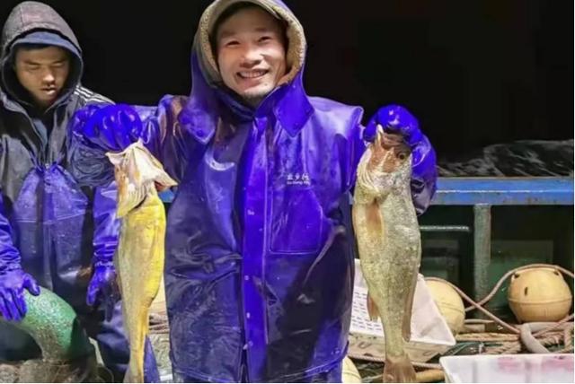 宁波渔民一网鱼赚957万！野生大黄鱼已经濒危，为何还允许捕捞？