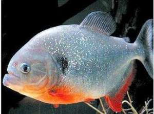 淡水白鲳鱼的养殖技