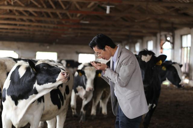养殖奶牛，做好六个不同生长阶段的饲养管理可提高产奶量