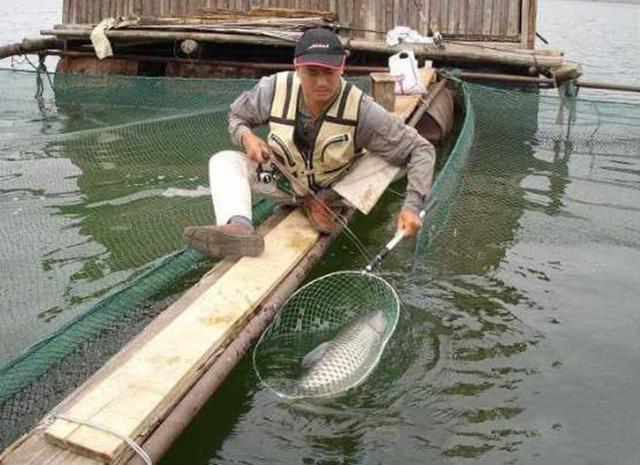 网箱边野生鱼多，钓鱼人掌握这些技巧，一天钓几十斤不是问题