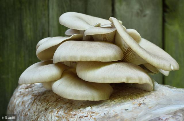 分享一套蘑菇科学种植技术，提高产量并不难！