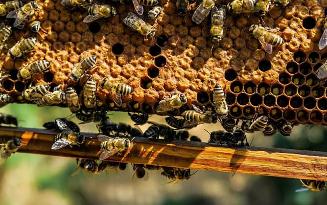 “杀人蜂”不产蜂蜜，那它们天天在忙什么？
