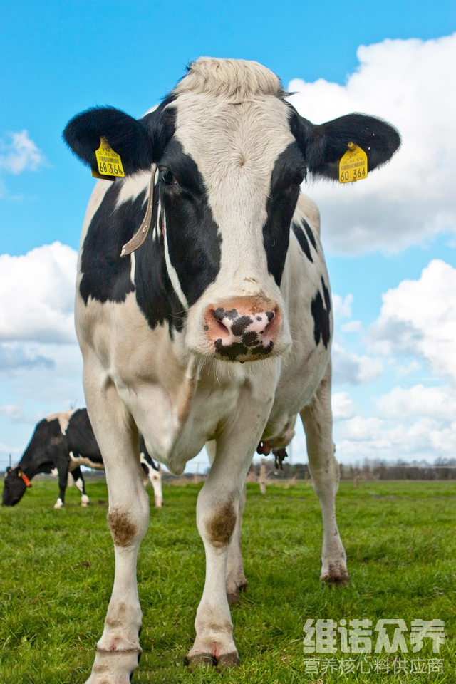 奶牛吃什么增加产奶量，奶牛常用饲料原料介绍