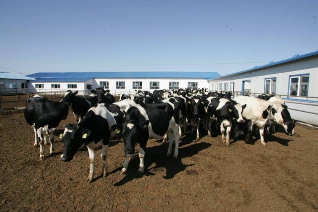 如何养殖奶牛？养殖奶牛需要做哪些准备？分享给你优质的养殖方法