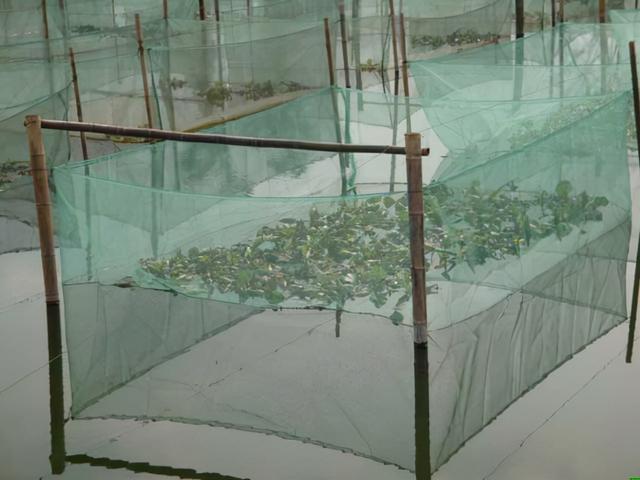 黄鳝网箱饲养技术：网箱养鳝鱼注意什么？黄鳝养殖怎样调水质？