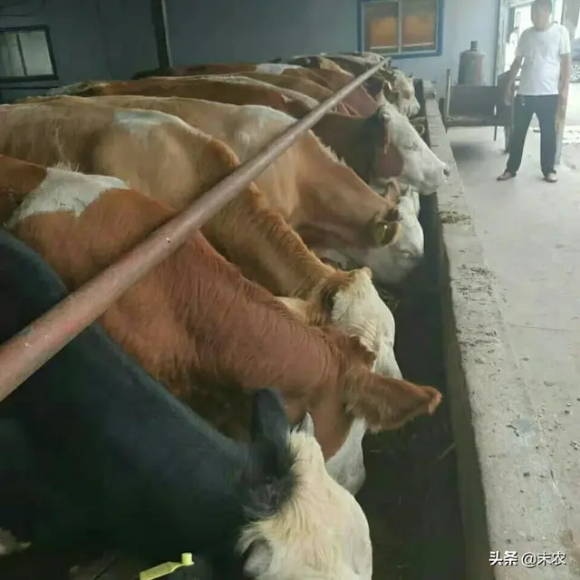 2020年在农村创业，建议大家养黄牛，养殖收益可观