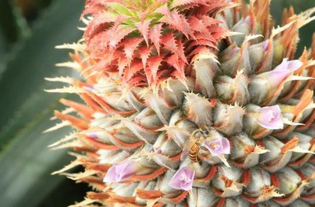 广西蜂业：这里一年四季常绿处处花香，春夏秋冬皆产蜂蜜！