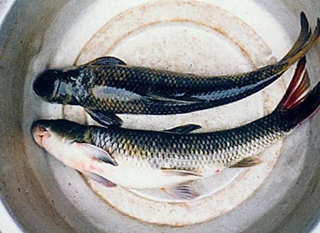 农村地下河野钓出许多鱼种，猪嘴鱼一斤80元你会买来吃吗？