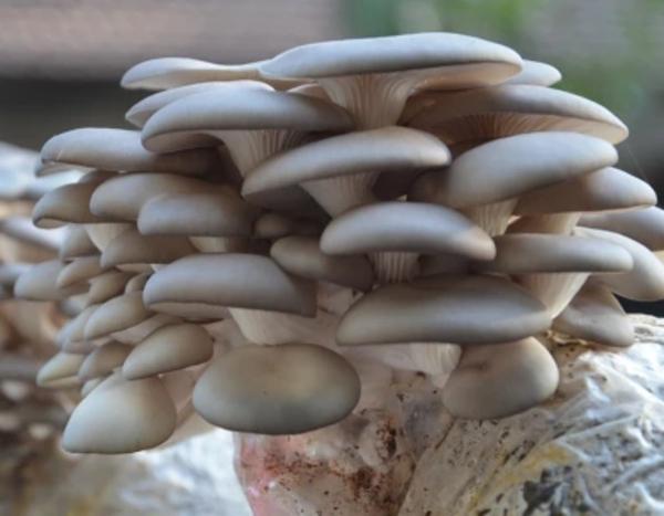 分享一套蘑菇科学种植技术，提高产量并不难！