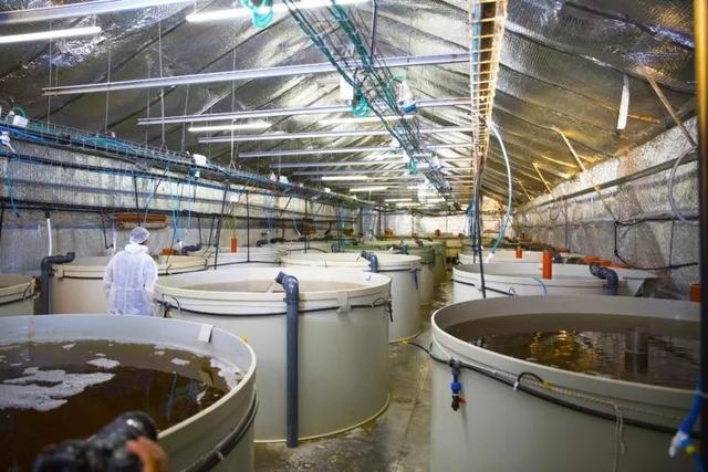 以色列RAS公司率先在陆地上开展鲑鱼养殖，并瞄准循环水对虾养殖