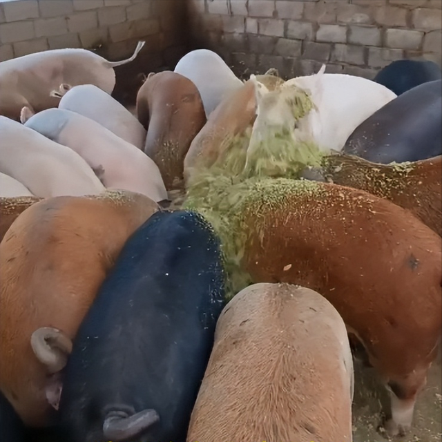 广西南宁武鸣这个养殖场采用发酵青绿牧草养猪，肉质上乘不愁销路