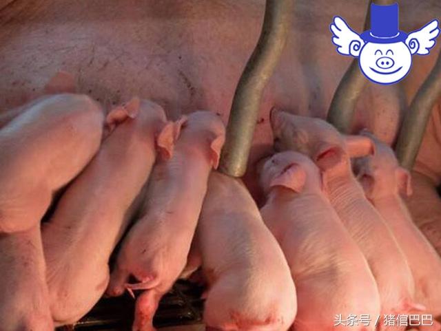 后备母猪应该怎么养？分成两个阶段，每个阶段应当区别对待！