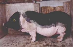 陆川母猪养殖视频(陆川猪)