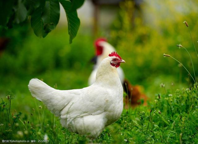 小哥5亩草地生态养殖1鸡住1球形鸡笼，“随鸡移动”，趣味性十足