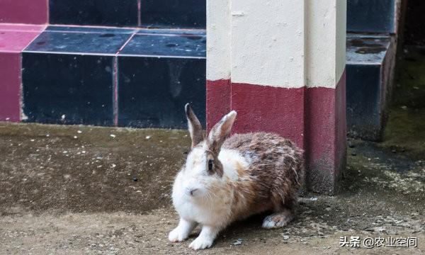野兔繁殖率高，耐粗放饲养，成本低，效益好，野兔的人工养殖技术