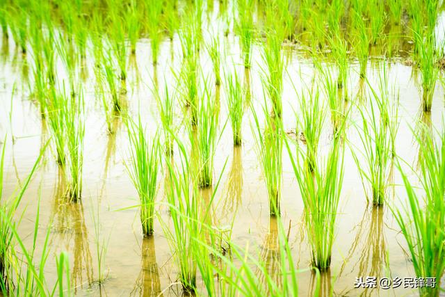 农村种养新模式，稻田套养河蟹关键技术，让一亩地创造出双倍效益