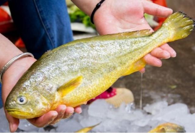 宁波渔民一网鱼赚957万！野生大黄鱼已经濒危，为何还允许捕捞？