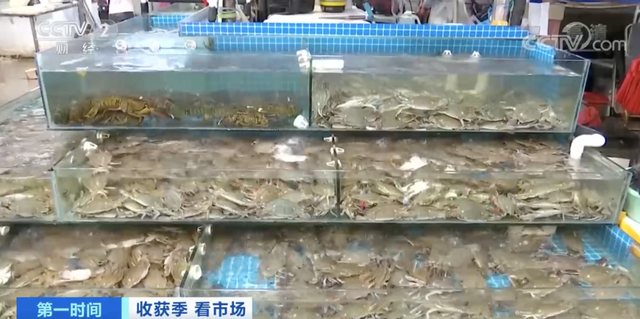 海鲜降价了！皮皮虾价格腰斩，螃蟹卖出“大白菜价”