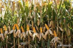 高密度养殖品种(最耐密植的高产玉米新品种，最高可种8000株)