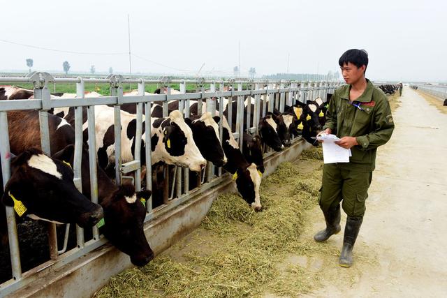 养殖奶牛，做好六个不同生长阶段的饲养管理可提高产奶量