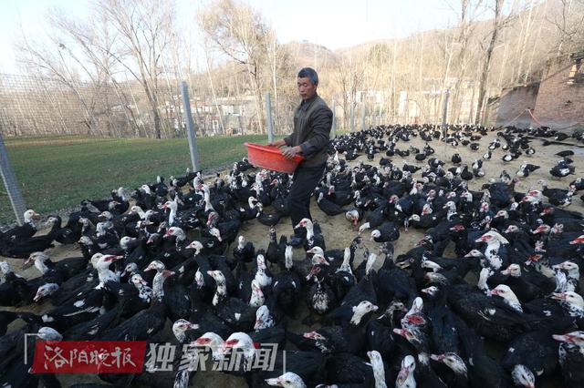 洛阳农民养鸳鸯鸭 一天毛收入就有1000多元