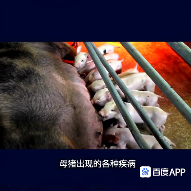 冬季母猪养殖：预防蹄裂病有高招#养猪技术服务