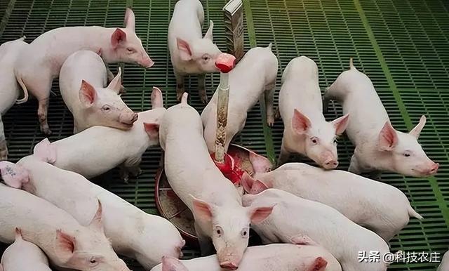 2024年猪养殖补助政策来了：会是什么局面？