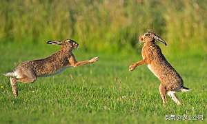 野兔养殖网(野兔繁殖率高，耐粗放饲养，成本低，效益好，野兔的人工养殖技术)