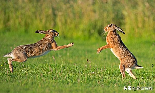 野兔繁殖率高，耐粗放饲养，成本低，效益好，野兔的人工养殖技术