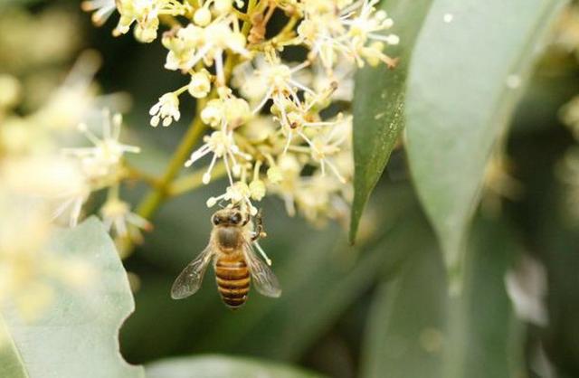 广西蜂业：这里一年四季常绿处处花香，春夏秋冬皆产蜂蜜！