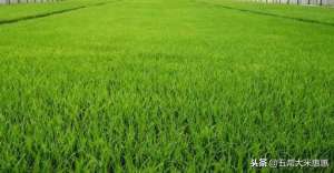 水稻田养殖什么好(水稻利用种养结合，不但预防台风抗倒伏，而且大米口感好还高产)