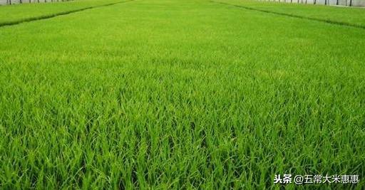 水稻利用种养结合，不但预防台风抗倒伏，而且大米口感好还高产