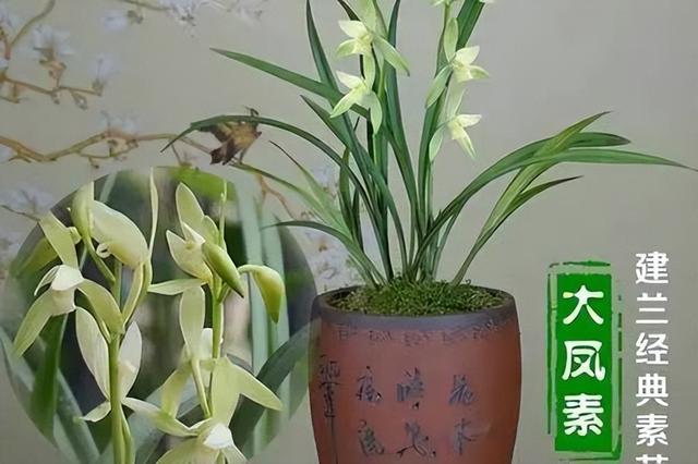 大凤素兰花养护简单，花香四溢，放在客厅上档次