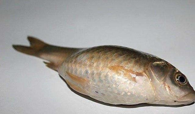 4种鱼类身上常见的“寄生虫”，3种无害，一种可寄生人体