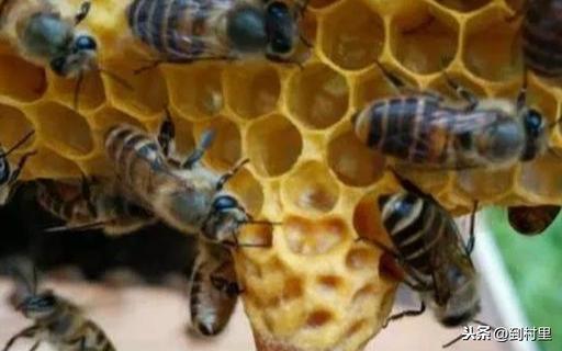 蜜蜂养殖100箱利润有多少？投资2万养蜜蜂有多少利润？