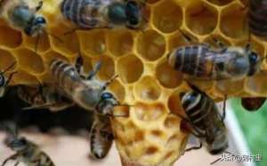 蜜蜂养殖投资(蜜蜂养殖100箱利润有多少？投资2万养蜜蜂有多少利润？)