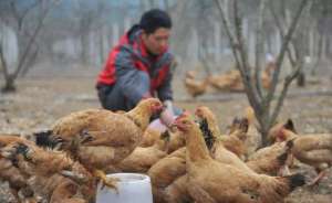 山东肉鸡养殖公司(山东走出一位“养鸡大王”：打造肉鸡养殖龙头企业，身家20亿)
