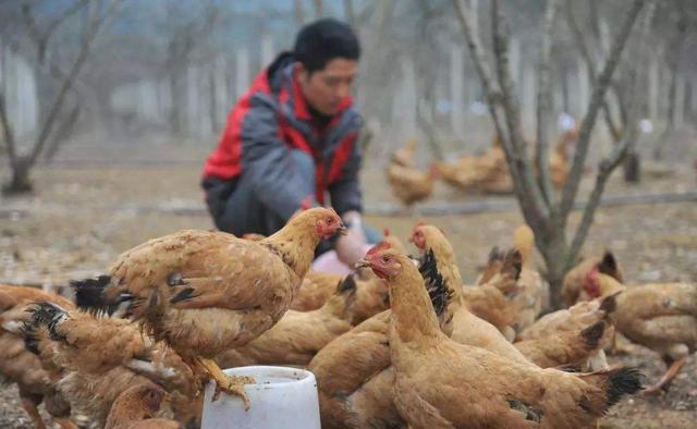 山东走出一位“养鸡大王”：打造肉鸡养殖龙头企业，身家20亿