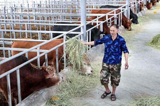 出山入海 看贵州黄牛如何成就“美味产业”