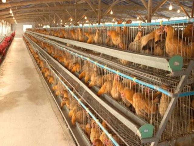 保定市禽畜养殖公司优秀企业推荐