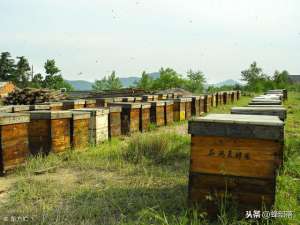 定地养殖蜜蜂(定地养蜂，养蜂与蜜源息息相关，巧用种植加养殖，收入倍增)