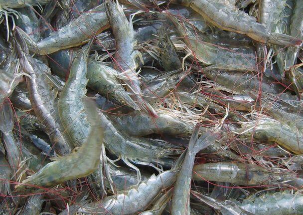 四川眉山成功试养南美白对虾 一年两季每亩池塘收入15000元