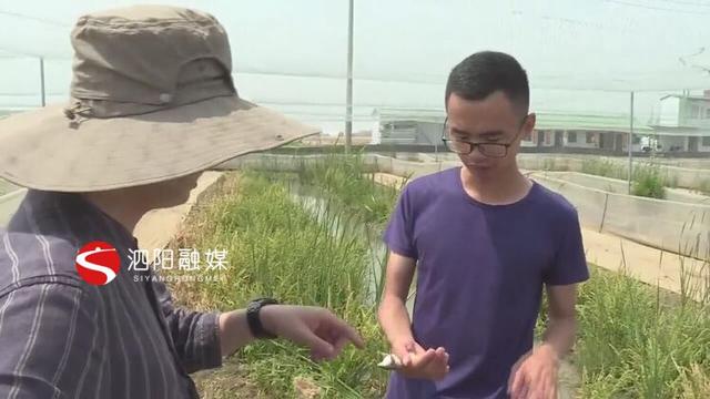 泗阳90后小伙张磊：养殖青蛙闯富路