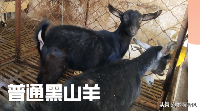 努比亚黑山羊，养殖前景怎么样？有哪些优点与缺点？